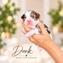 Dunk - Blue merle male Bernedoodle puppy in Henry, Illinois from Rowe Farms Doodles