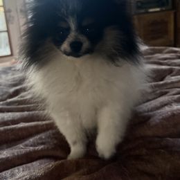 Pomeranian Puppies from Glitzypoms