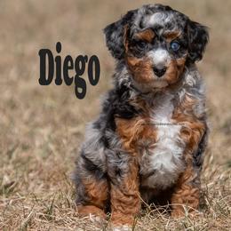 Diego - Merle male Labradoodle puppy in Saint Cloud, Minnesota from Grace Kennel