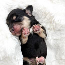 Vera - Black and cream female Dachshund puppy in Redding, California from Jean & Mae Doxies