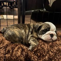Hermoine Granger - Blue Collar - Fawn brindle and white female Bulldog puppy in Krum, Texas from K & K Little Blessings