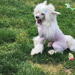 Chinese Crested puppies from Zion's Chinese Cresteds