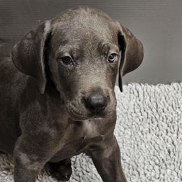 Red - Blue Great Dane puppy in Garner, North Carolina from Gentle Giant Danes, LLC