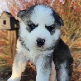 Wildfire - Black and white female Siberian Husky puppy in Addison, Michigan from Gray Run Siberian Huskies