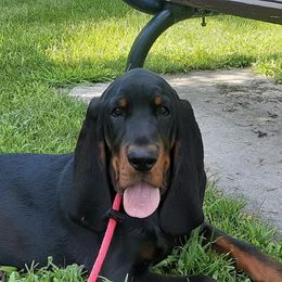 Black and Tan Coonhound Puppies from Windbourne Farm Black & Tan Coonhounds