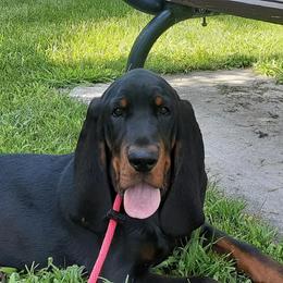 Black and Tan Coonhound Puppies from Windbourne Farm Black & Tan Coonhounds
