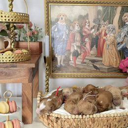 Goldendoodle Puppies from Canary Pawlm Doodles