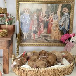 Goldendoodle Puppies from Canary Pawlm Doodles