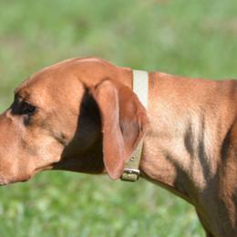 Oakley - Vizsla