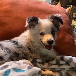 Miniature Australian Shepherd and Toy Australian Shepherd All Grown Up from Donna's Toy & Mini Aussies