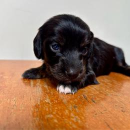 Cylee x Bandit lime green collar - Brindle female Dachshund puppy in Delano, Tennessee from Olive Branch Acres