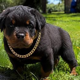Red male - Black and mahogany male Rottweiler puppy in Marysville, Washington from Iron Crown