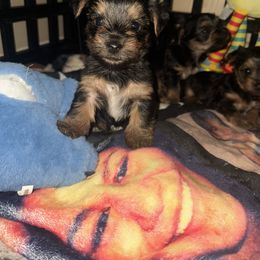 Boy 1 - Black and tan male Yorkshire Terrier puppy in Ohio from Britt n Cindys Yorkshire Terriers