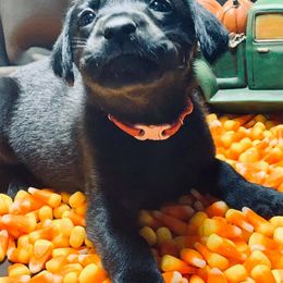 Labrador Retriever Puppies from Still Pond Retrievers