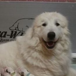 Great Pyrenees from Brittain Family Farm