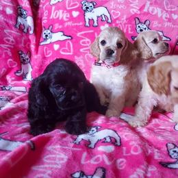 Cocker Spaniel Puppies from Top Notch Sporting Dogs