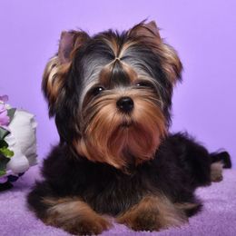 Kianna - Yorkshire Terrier