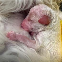 Pics coming soon - White male Cavapoo puppy in Yuciapa, California from AlltheDoodlez_