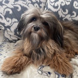 Reesie - Havanese
