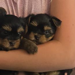 Yorkshire Terriers from Cheryl Kandoll