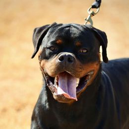Iggy - Rottweiler