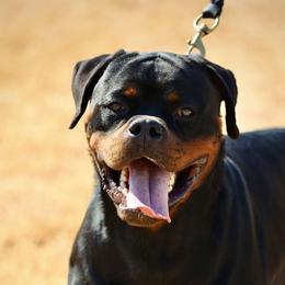 Iggy - Rottweiler