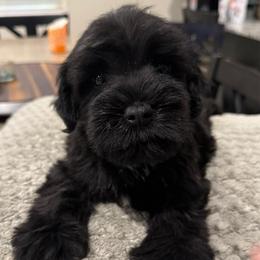 Boy 3 - Black male Miniature Schnauzer puppy in Avondale, Arizona from Campos Schnauzers
