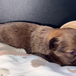 Liver Boy - Liver male Shih Tzu puppy in Albany, New York from Precious Shihpoo’s and Luxurious Shih Tzu’s