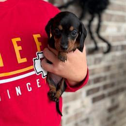 Eve - Black and tan female Dachshund puppy in Powell, Tennessee from Tall & Tiny TN k9s