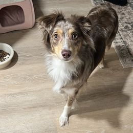 Luna - Red merle female Miniature Australian Shepherd puppy in Waterville, Kansas from Finnigan Farms Aussies