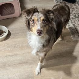 Luna - Red merle female Miniature Australian Shepherd puppy in Waterville, Kansas from Finnigan Farms Aussies