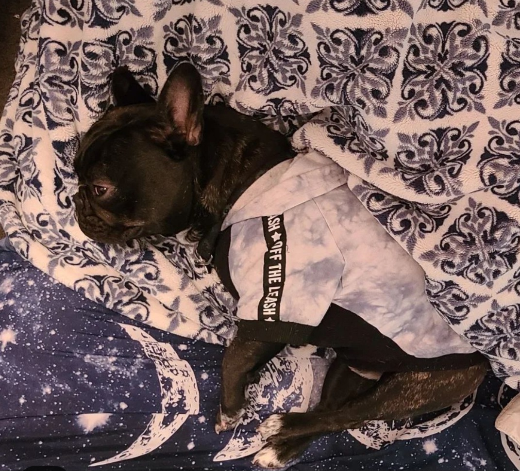 Charlie - French Bulldog