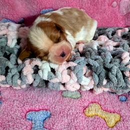 Rosie - Blenheim female Cavalier King Charles Spaniel puppy in Pennsylvania from Julie's Cavalier King Charles Spaniels