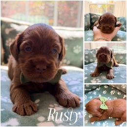 Rusty - Caramel red male Australian Labradoodle puppy in Summerfield, North Carolina from Four Oaks Labradoodles
