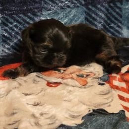Holly - Black female Shih Tzu puppy in Parma, Ohio from D's DeVine Shih-Tzu