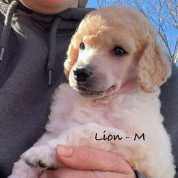 Lion - Cream male Poodle puppy in Greenwich, New York from MizzElle’s Standard Poodles