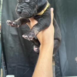 White collar - Black male Great Dane puppy in Corsica, Pennsylvania from Ferguson Family Danes LLC