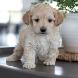 Maltipoo, Shichon, and Shihpoo Puppies from Timbercreek Puppies