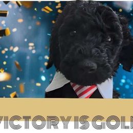 Prince Ernest Fire Red King - Poodle puppy from Rosa Red Standard Poodles
