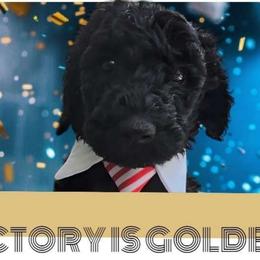 Prince Ernest Fire Red King - Poodle puppy from Rosa Red Standard Poodles