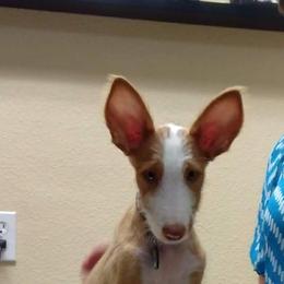 Ibizan Hound Puppies from AirO'Doe Ibizans