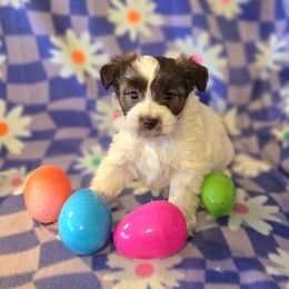 Miniature Schnauzer Puppies from Dorie's Mini Schnauzers