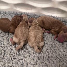 Poodle puppies from Riyem Wildflower Farms