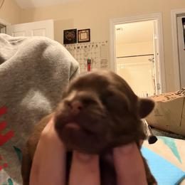Shih Tzu Puppies from Wood Foo Breeders