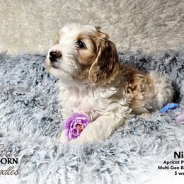 Bernedoodle Puppies from A Star is Born Doodles