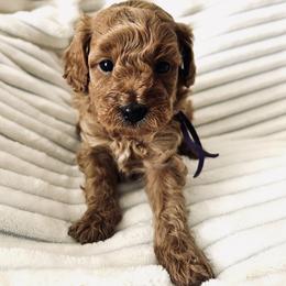 Cavalier King Charles Spaniel, Cavapoo, Havanese, Havapoo, and Poodle Puppies from West Cobb Dogs