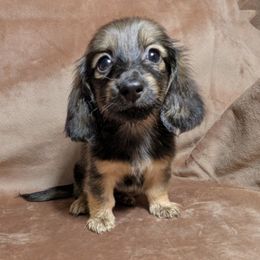 1 Nugget - Cream female Dachshund puppy in Central Point, Oregon from MRS Long Dog Ranch