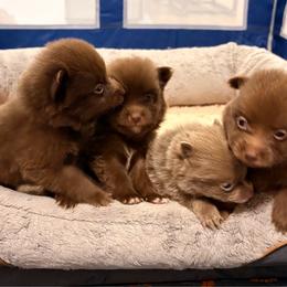 Pomeranian puppies from Pomeranians