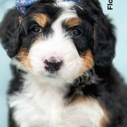 Bernedoodle puppies from Bernedoodle Buddies