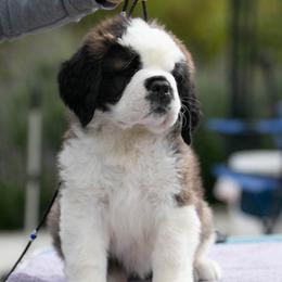Saint Bernard Puppies from Southern Giants